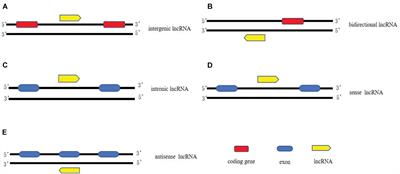 Long Non-coding RNAs in Pathogenesis of Neurodegenerative Diseases